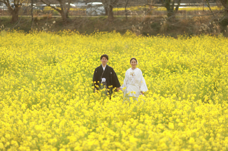 菜の花に包まれた祝福の春