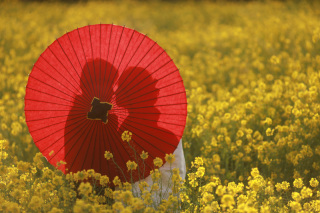 菜の花に囲まれたおふたり