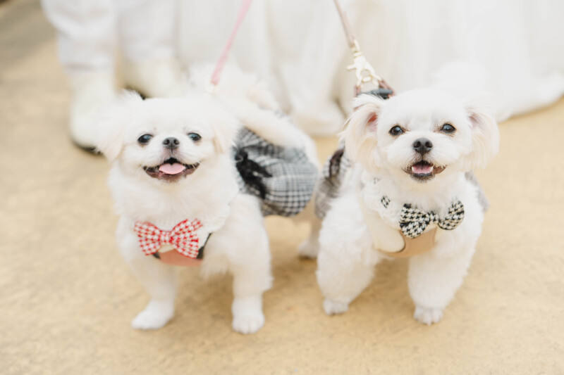 キュートな衣装でビシッときめたワンちゃんたち♡