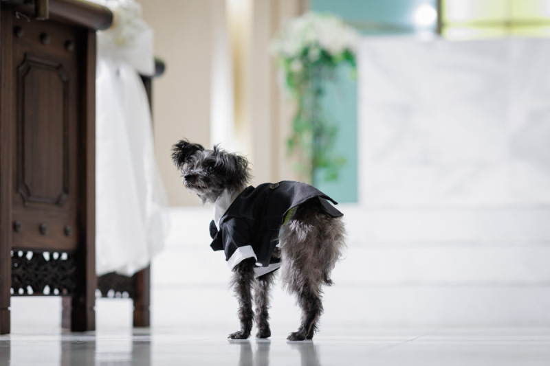 見守る小さな立会人