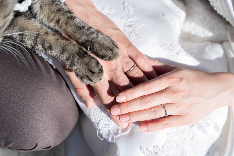 ねこちゃんと一緒