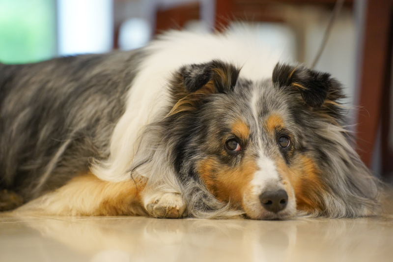 アンシャンテ/アルシェ 龍ケ崎店_ペットと一緒に撮影できる