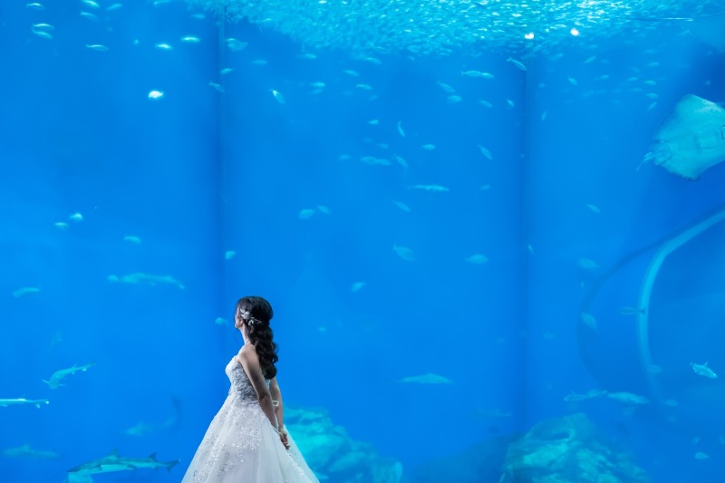 photorait限定【水族館ロケーションプラン】憧れの水族館でwedding photo!!大水槽やイルカと写真が撮れる!!