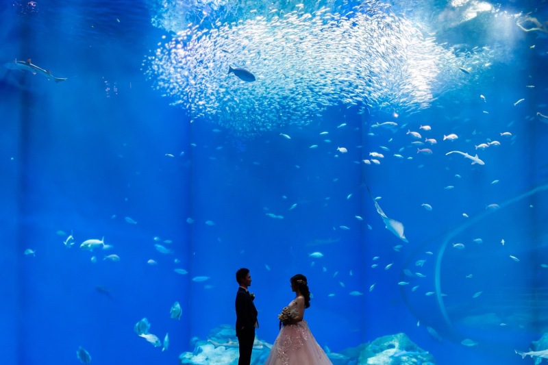 photorait限定【水族館ロケーションプラン】憧れの水族館でwedding photo!!大水槽やイルカと写真が撮れる!!