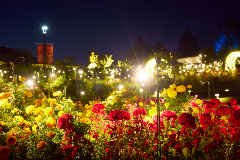 ★Photorait限定《12月・1月撮影》【イルミネーション&ナイトロケーション】〜基本料金50%OFF〜