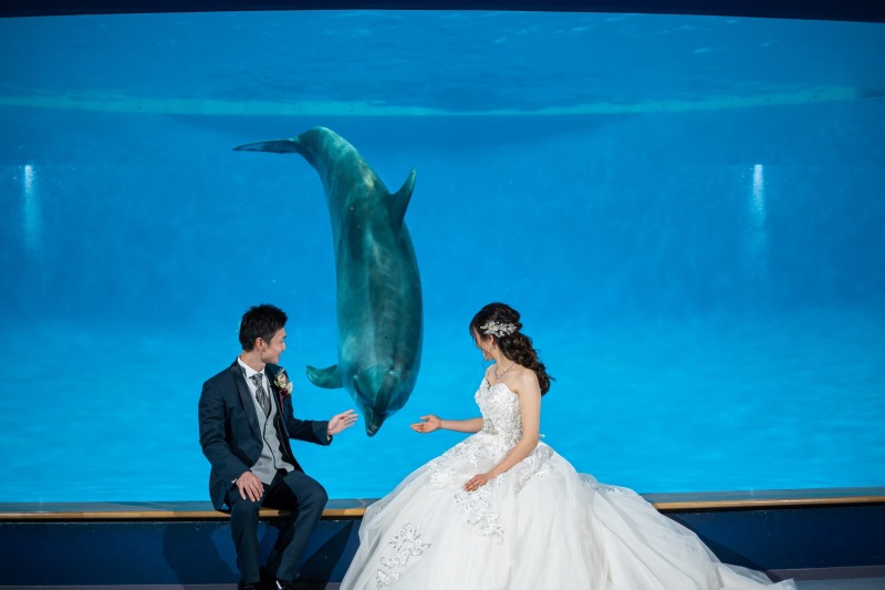 photorait限定【水族館ロケーションプラン】憧れの水族館でwedding photo!!大水槽やイルカと写真が撮れる!!