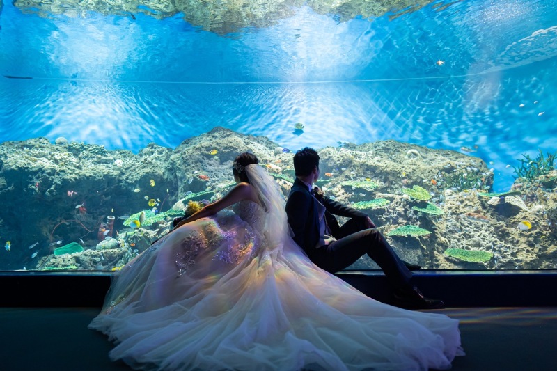 photorait限定【水族館ロケーションプラン】憧れの水族館でwedding photo!!大水槽やイルカと写真が撮れる!!