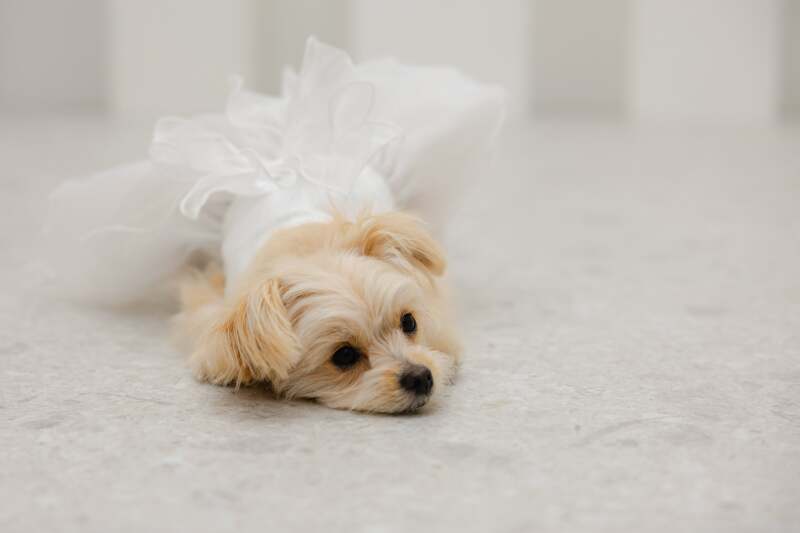 わんちゃんと一緒に