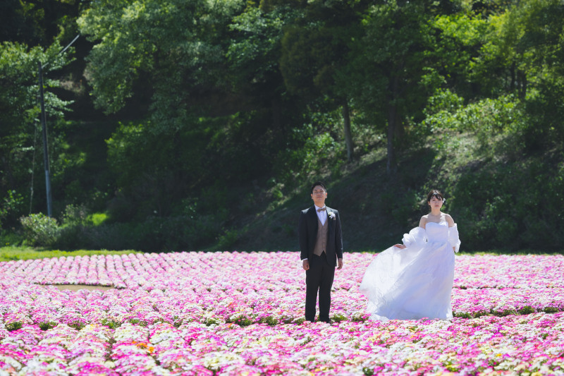 リビングストンデージー