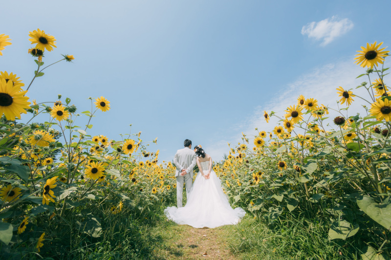 空に続くひまわりロード☀️