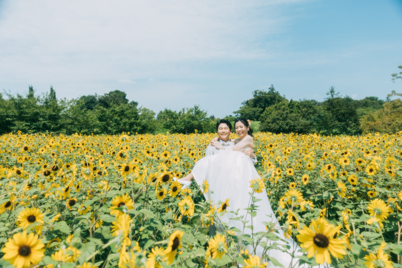 一面のひまわり畑