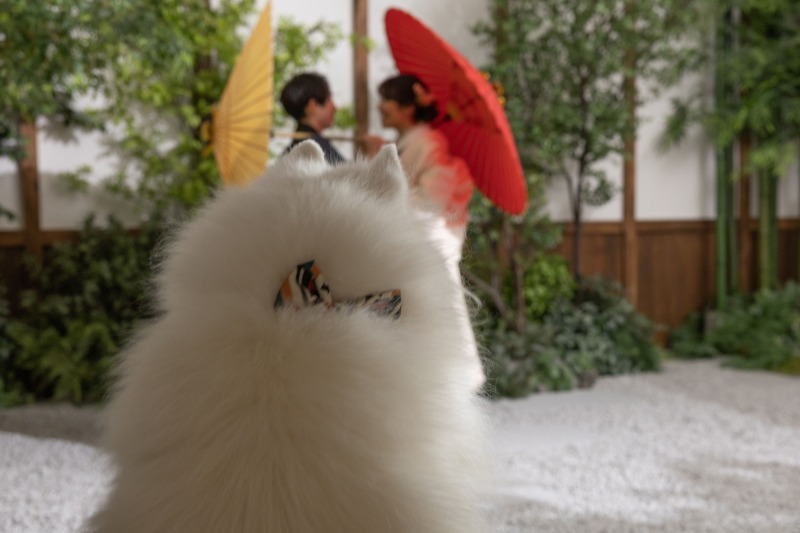 じっと見つめている様子