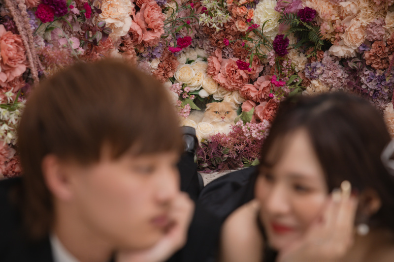 猫ちゃんの視線