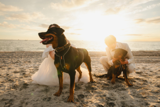 スタジオ マタニティウェディングフォト 画像