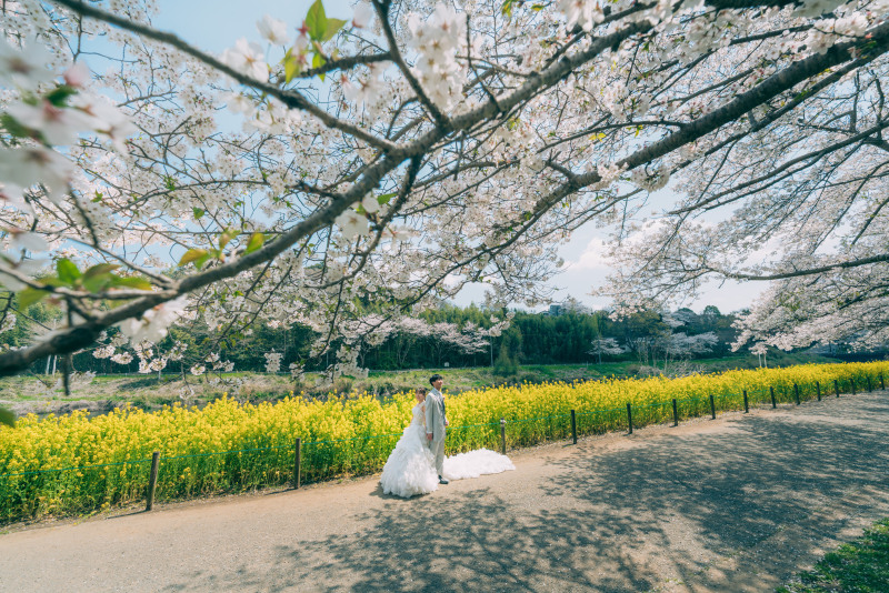 菜の花と桜のサイクリングロード！