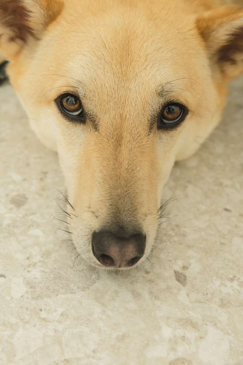 究極の上目遣いにメロメロ！