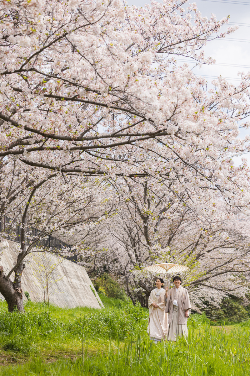桜ロケ