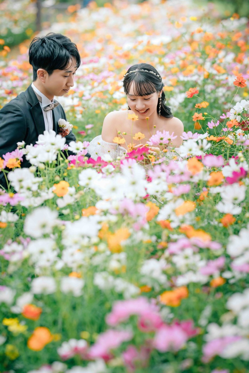 秋の満開コスモス畑