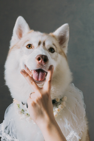 【和装×犬】和装洋装スタジオ撮影！