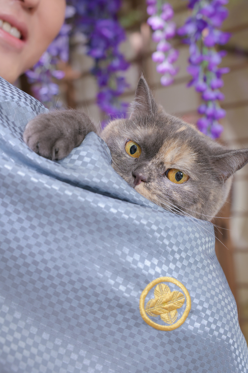 ひょっこりはん。