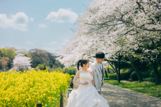 桜と菜の花のセットで撮影できる！！