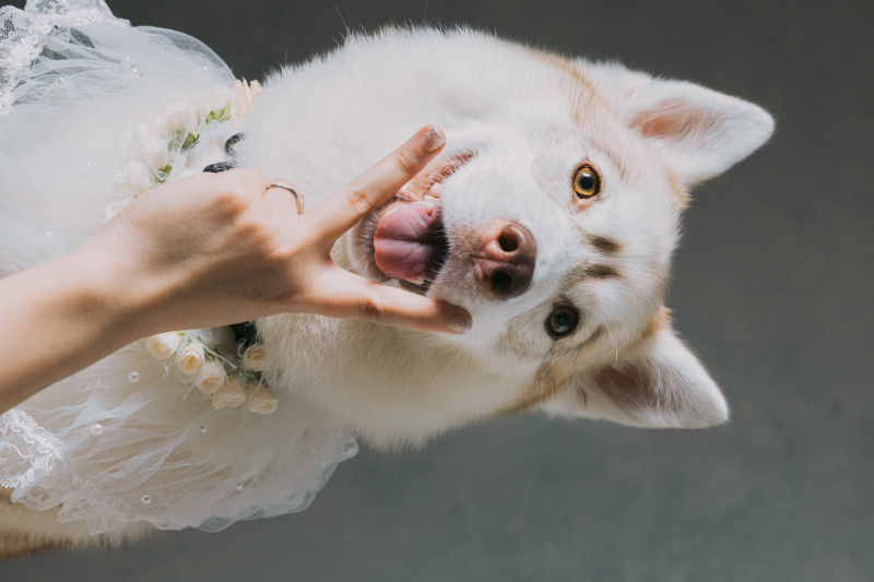 STUDIO AQUA 千葉船橋店（スタジオAQUA）_ペットと一緒に撮影できる