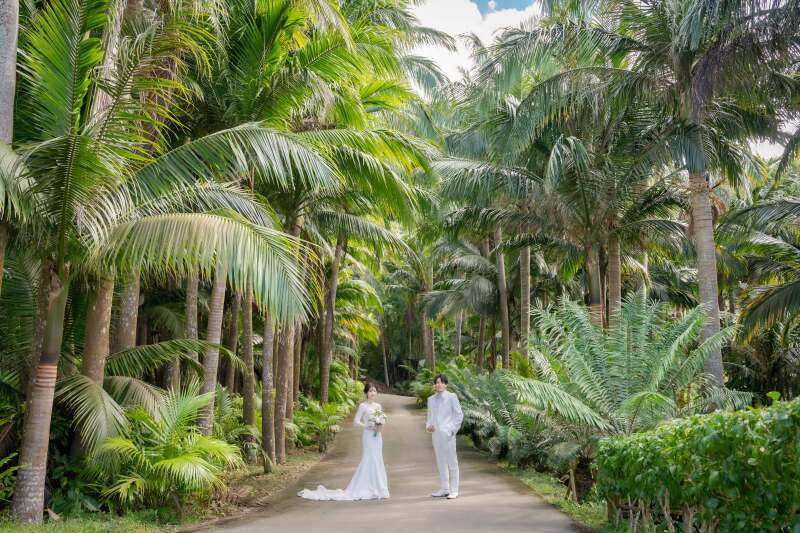 亜熱帯らしい力強い植物