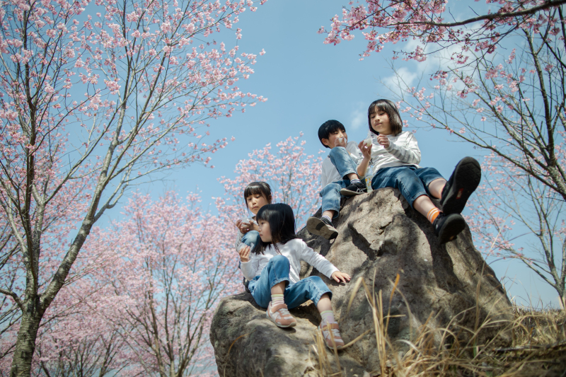 多種な桜の名所