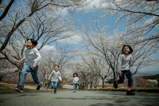 南阿蘇の大地に咲き誇る貞春桜