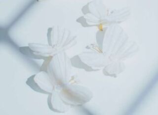 【イヤリング】KAPLI