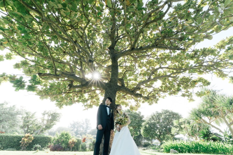 大きな木の下で