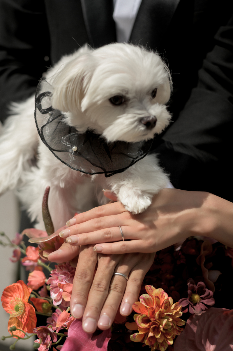 eneen wedding KOBE_ペットと一緒に撮影できる