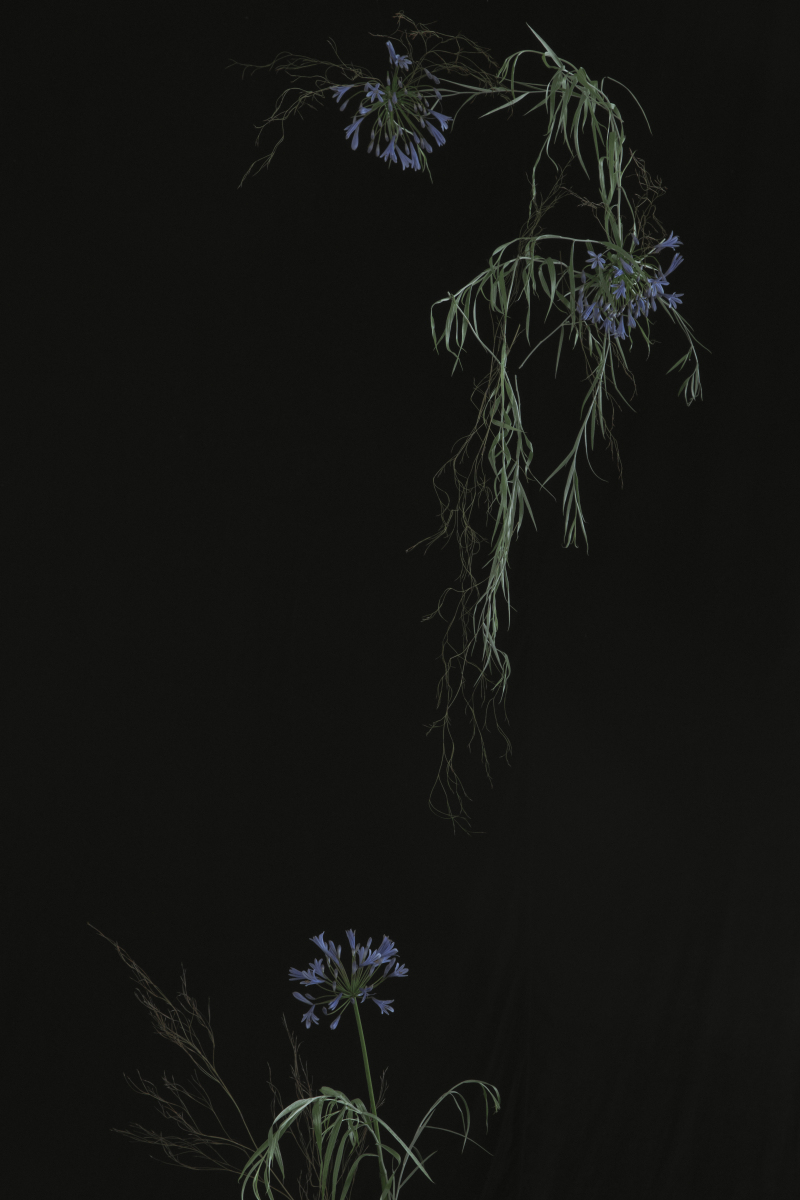 【1/31限定／ムービー付き】フラワーコーディネートスタジオプラン（ドレス1着・衣装・美容・着付け・データ込み）