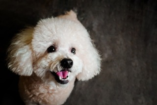 ペットとの撮影