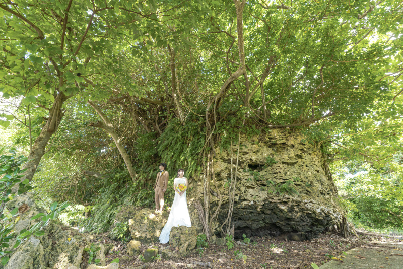 岩の上に這うように育つ南国の木!ガジュマルの木!