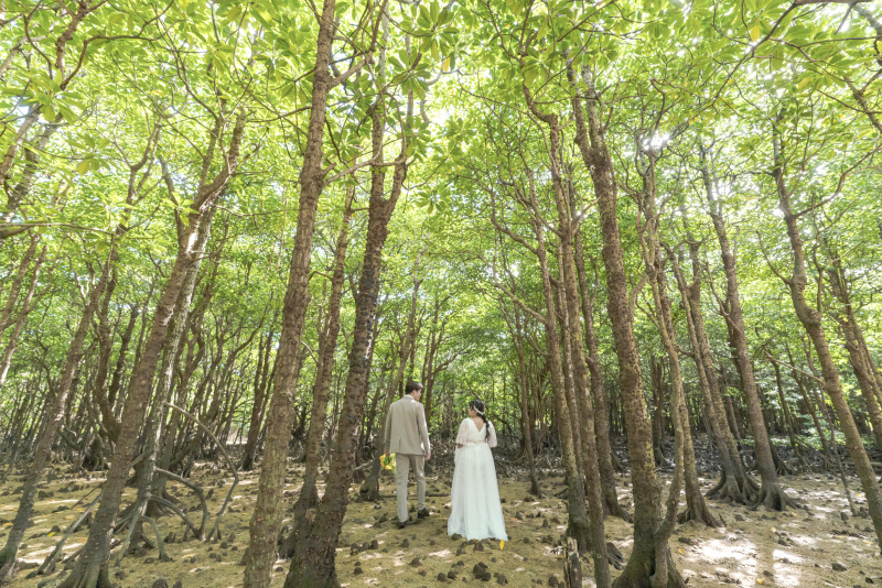 THE南国植物。『マングローブ』へ