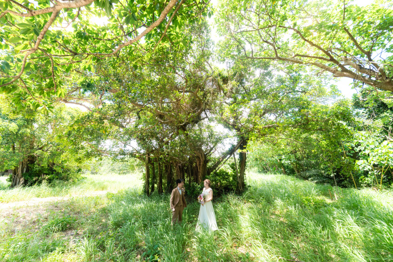 パワースポット。神聖なる木「ガジュマルの木」