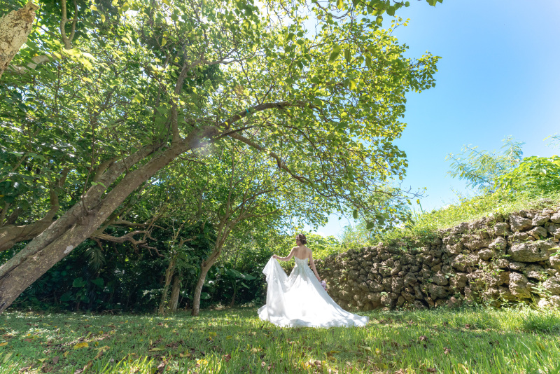 遺跡の石垣と、ニョキっと生えた木。