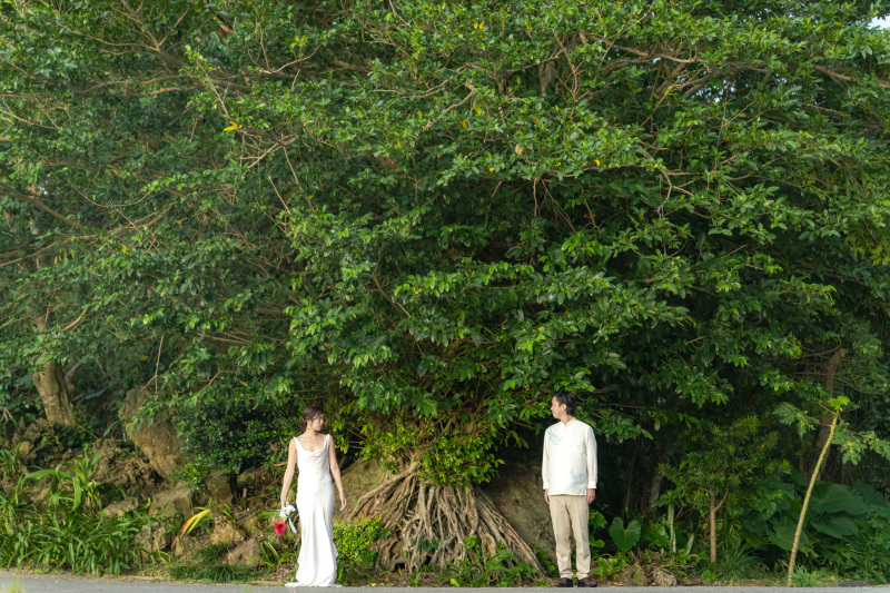 岩の上に這うように育つ南国の木!