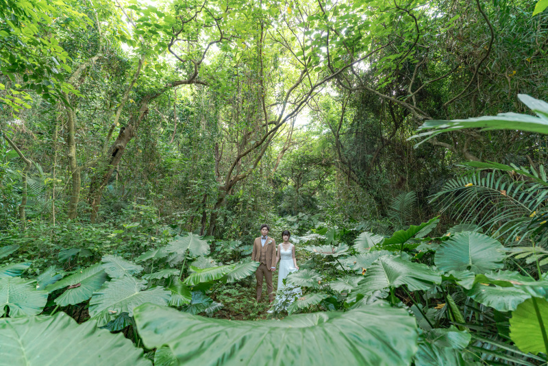 大きな葉っぱのクワズイモノ森で。