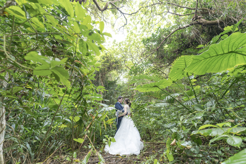 大きな葉っぱのクワズイモノ森へ