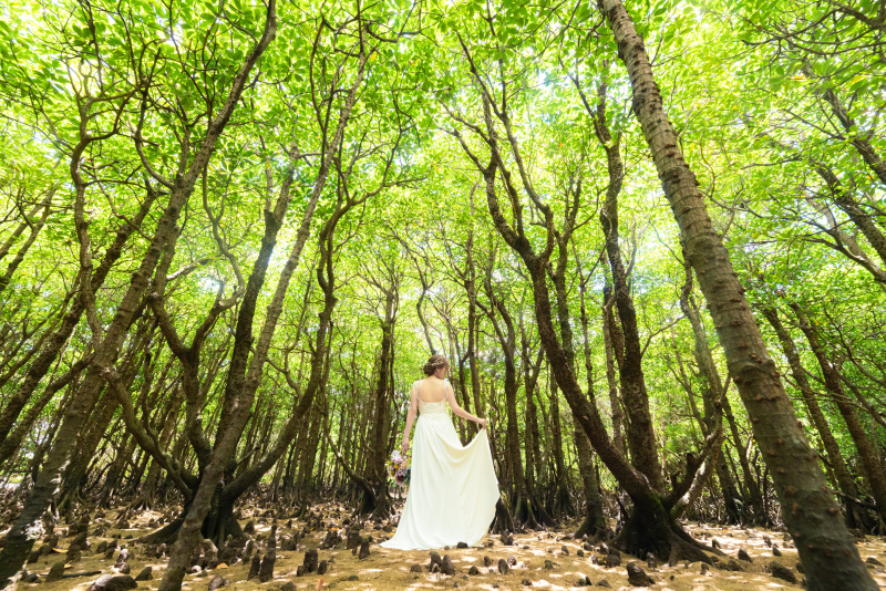 これも南国植物。マングローブ林の中で。