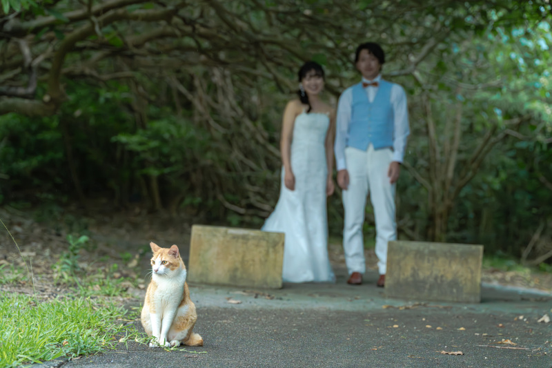 猫好きなお二人にはたまらないはず