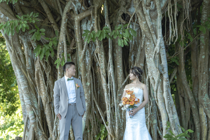 神聖なる沖縄の木。ガジュマルの木。