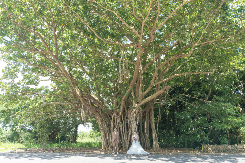 神聖なパワーをもらえるガジュマルの木。