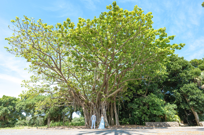 パワーを感じる南国植物。ガジュマルの木。