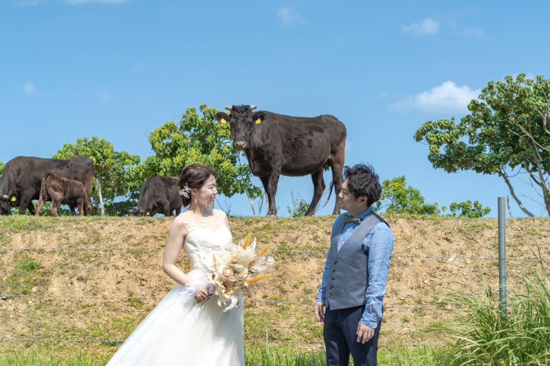 石垣島には牧場もたくさん。牛もたくさん!