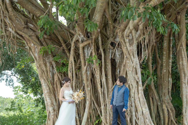 神聖なる沖縄の木。ガジュマルの木。