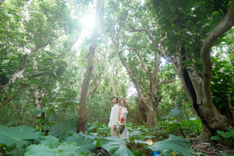 クワズイモの森。大きな葉っぱ。ジブリみたい。