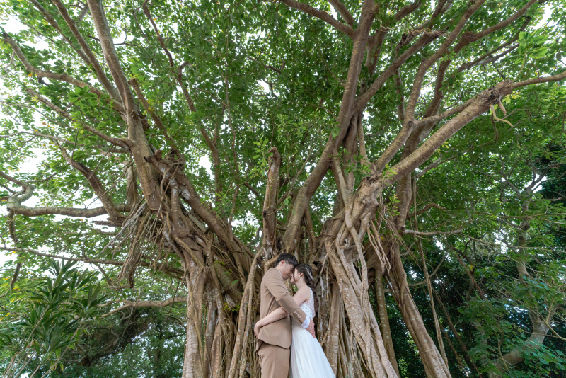 ガジュマルの木。ウネウネの幹が南国感MAX